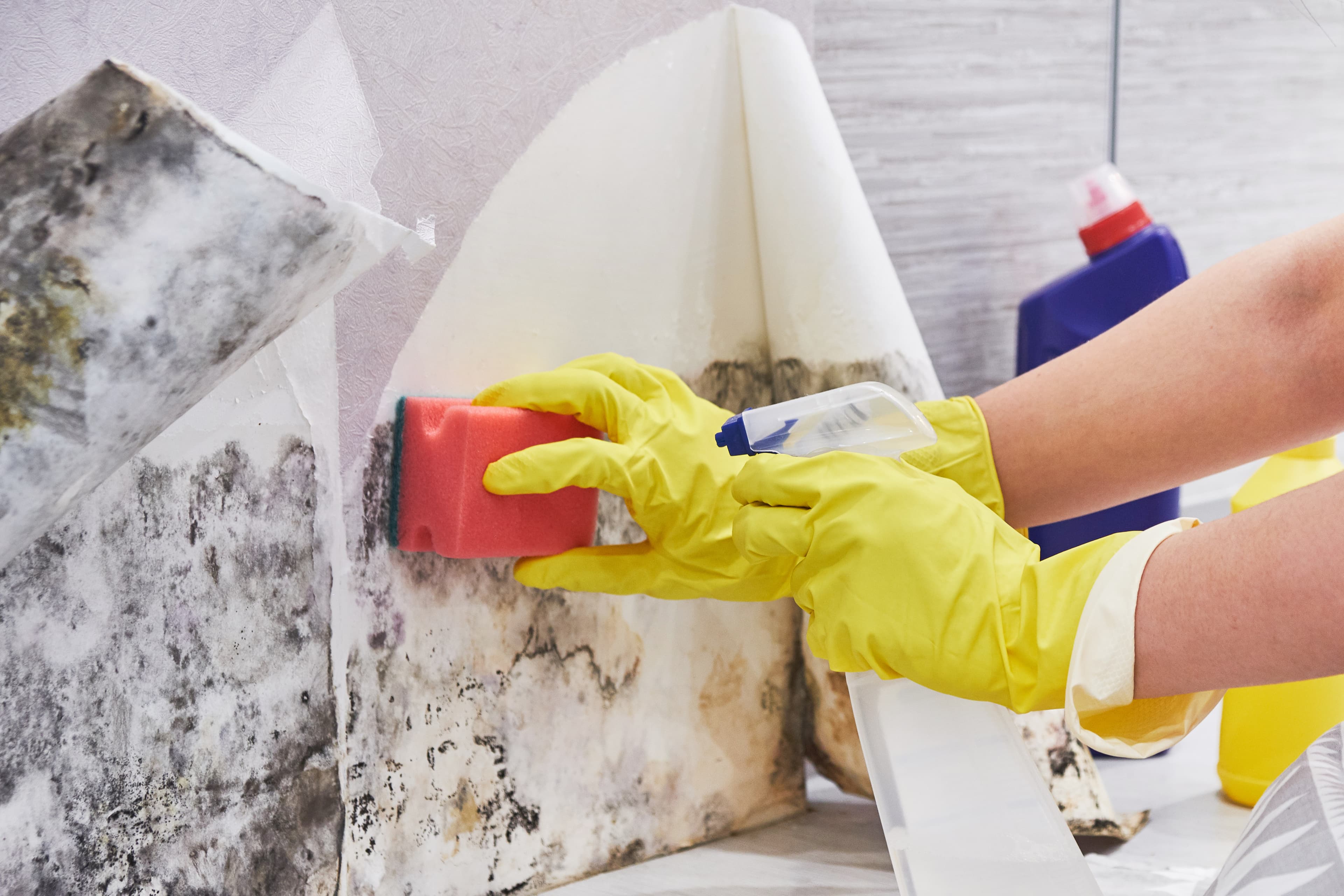 Hands in gloves cleaning mould from a wall using a sponge and spray.
